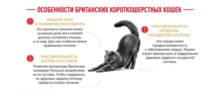 Royal Canin British Shorthair Adult сухой корм для кошек британской короткошерстной породы старше 12 месяцев