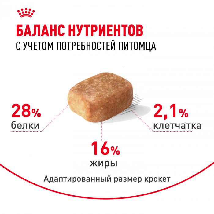 Royal Canin Chihuahua сухой корм для собак породы чихуахуа старше 8 месяцев