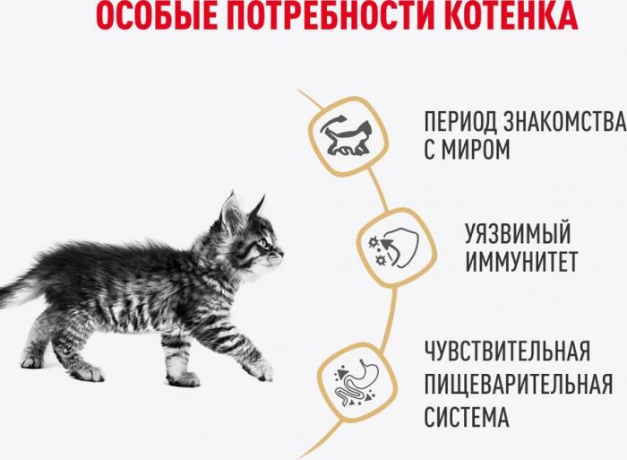 Royal Canin влажный корм для котят породы Мэйн Кун, кусочки в соусе
