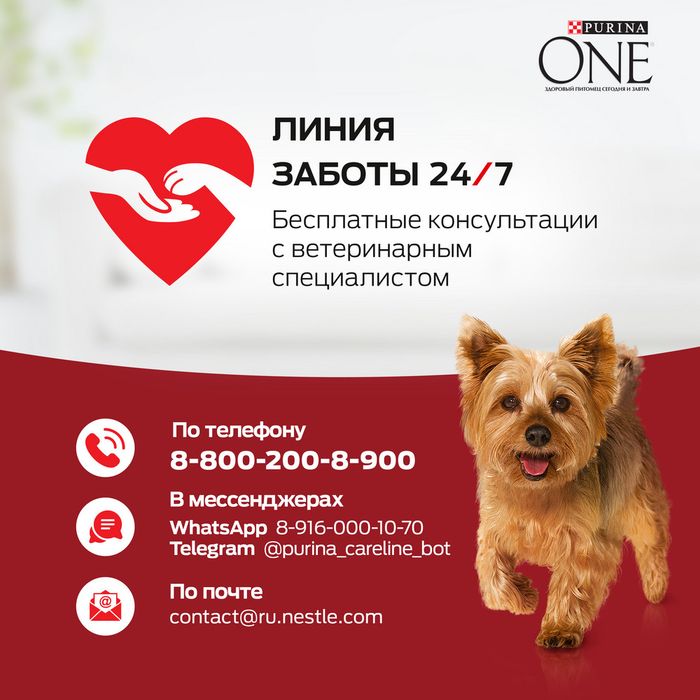 Влажный корм Purina ONE® Мини для активных взрослых собак мелких и карликовых пород, с говядиной, картофелем и морковью в подливе 
