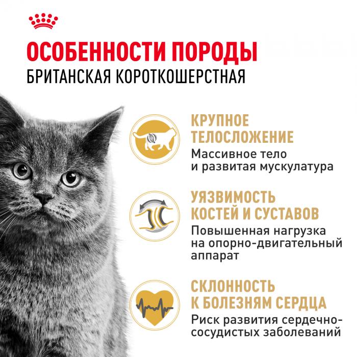 Royal Canin British Shorthair Adult сухой корм для кошек британской короткошерстной породы старше 12 месяцев