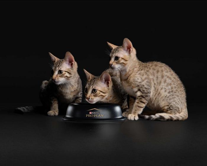 Сухой корм Pro Plan® Sterilised Kitten Healthy Start для стерилизованных котят от 3 до 12 месяцев, с высоким содержанием лосося, Пакет