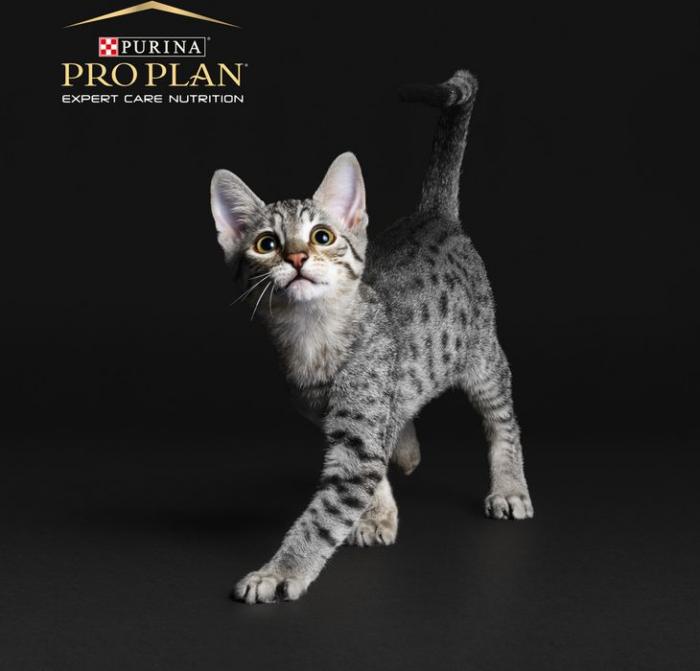 Сухой корм Pro Plan® Acti Protect для котят, с высоким содержанием индейки, Пакет