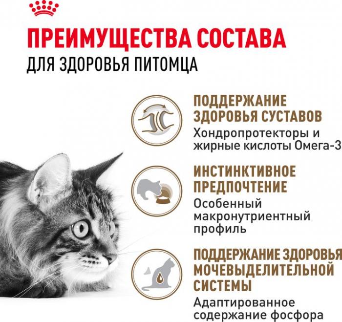 Royal Canin влажный корм для пожилых (12+) кошек, здоровье суставов, почек, мелкие кусочки в желе