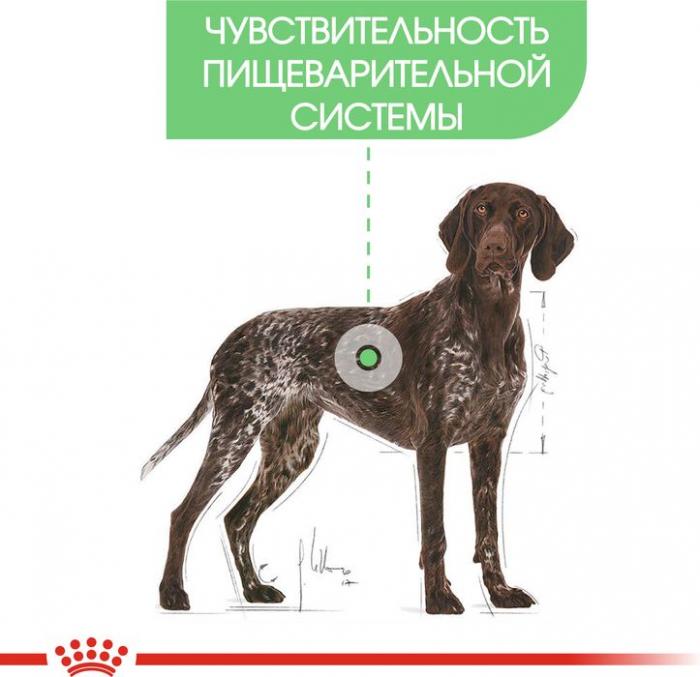 Royal Canin корм для взрослых собак крупных пород с чувствительным пищеварением