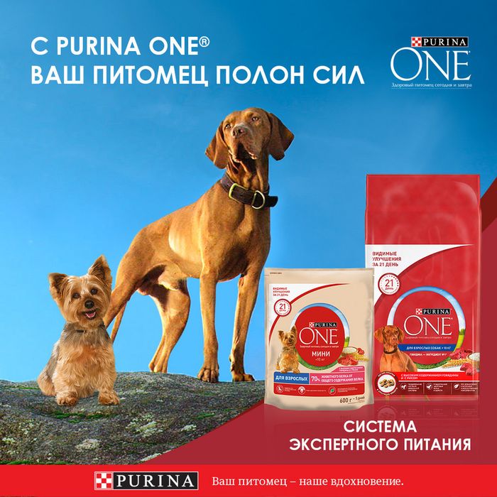 Влажный корм Purina ONE® Мини Контроль веса для взрослых собак мелких пород, с курицей, коричневым рисом и томатами в подливе