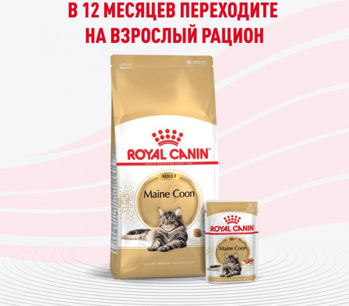 Royal Canin влажный корм для котят породы Мэйн Кун, кусочки в соусе