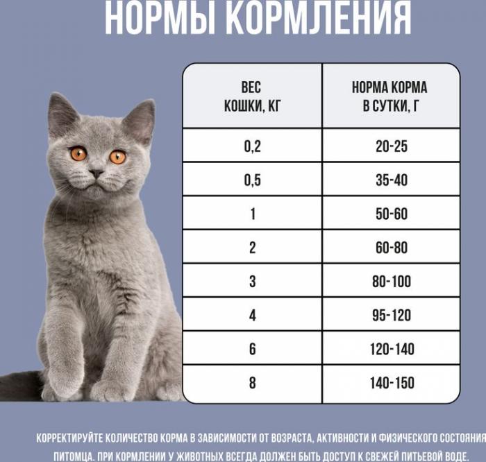 Bowl Wow корм для котят, с индейкой, курицей и добавлением черники
