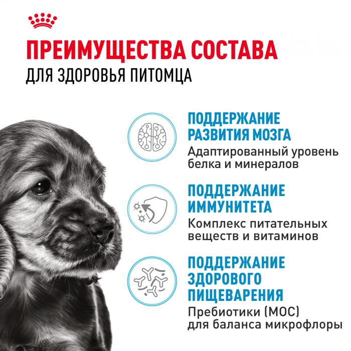 Royal Canin корм для щенков малых пород