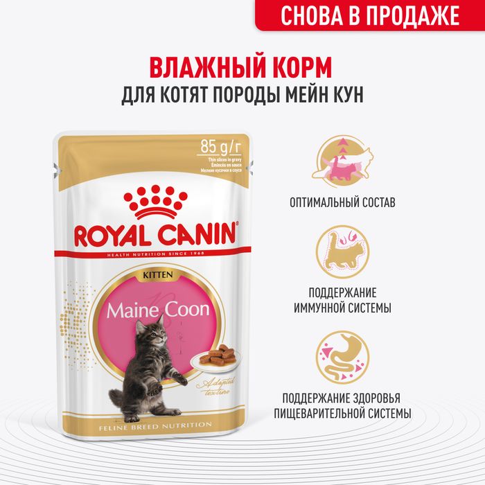 Royal Canin влажный корм для котят породы Мэйн Кун, кусочки в соусе