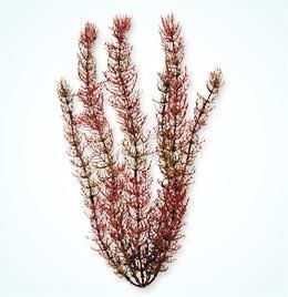 Tetra Растение аквариумное Red Foxtail 30см