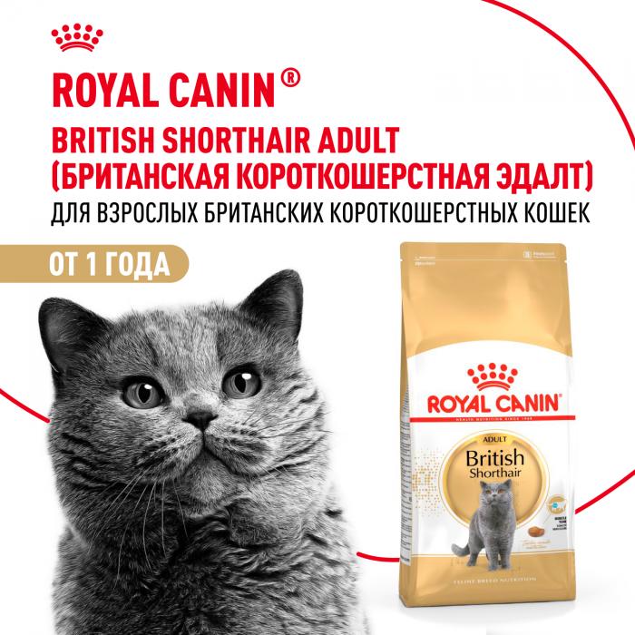 Royal Canin British Shorthair Adult сухой корм для кошек британской короткошерстной породы старше 12 месяцев