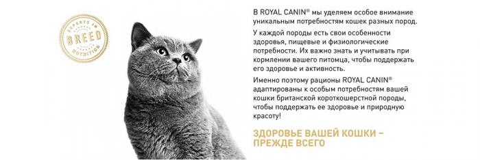 Royal Canin British Shorthair Adult сухой корм для кошек британской короткошерстной породы старше 12 месяцев
