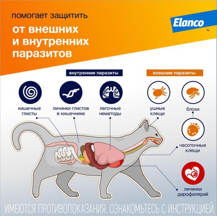 Elanco Адвокат капли на холку для котят и кошек 4-8 кг, от клещей и блох