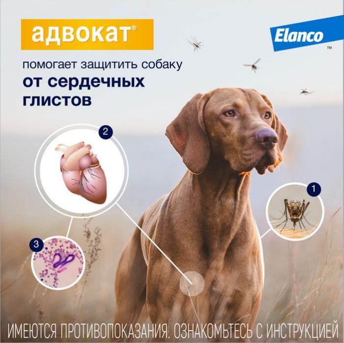 Elanco Адвокат капли для щенков и собак 4-10 кг, от клещей, блох и гельминтов
