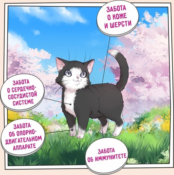 Zillii Kitten корм для котят, индейка с ягнёнком