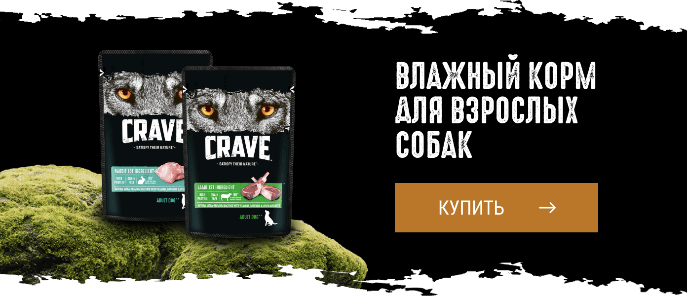 Влажный корм для взрослых собак