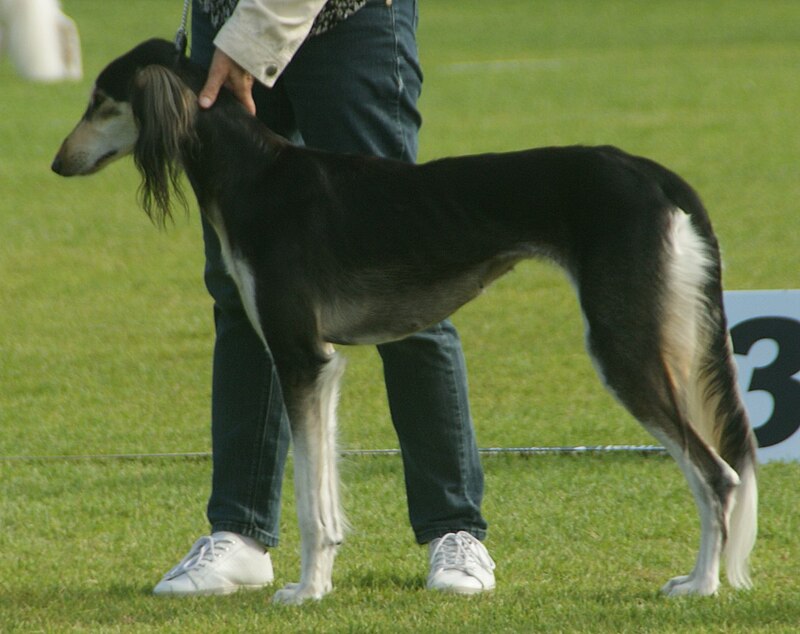 Saluki_Fringed_3.jpg