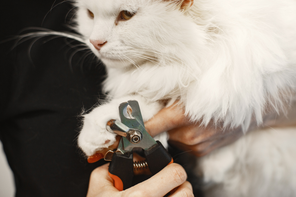 white-fluffy-cat-veterinarian-with-cats-animals-couch.jpg