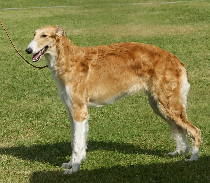 800px-Borzoi_red_&_white.jpg