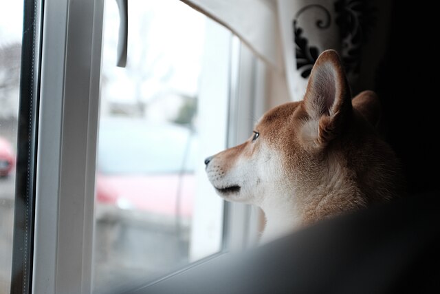 Picography-dog-looking-out-window-1.jpg