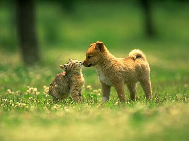Cat_and_dog_(4984798619).jpg