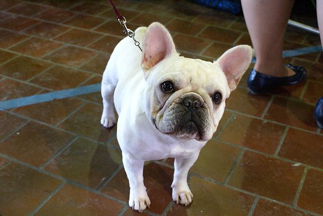 2014_Westminster_Kennel_Club_Dog_Show_(12452119384).jpg