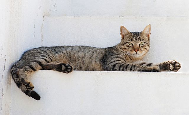 640px-Cat_August_2010-4.jpg
