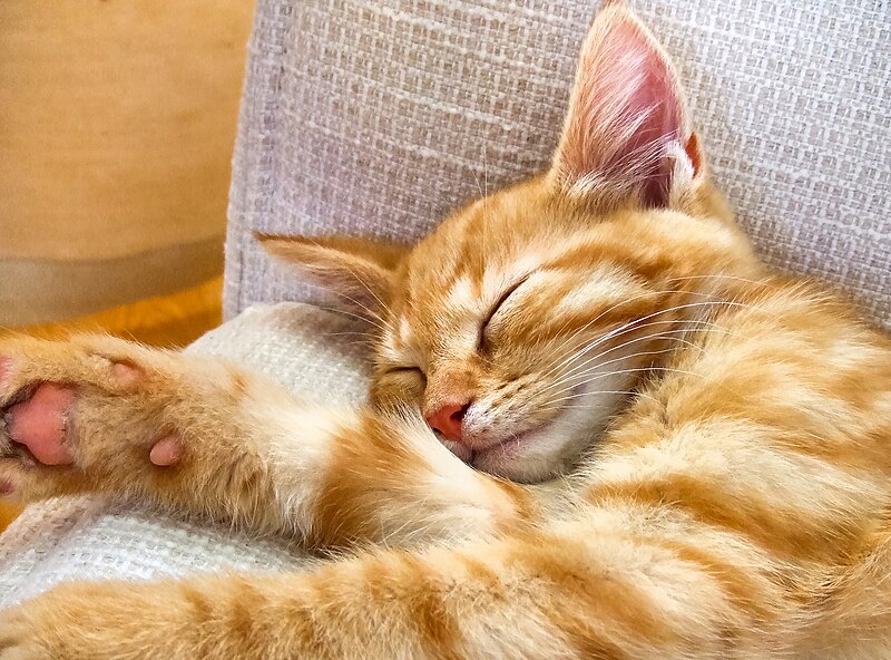 Red_tabby_kitten_in_Visby,_Gotland_3.jpg