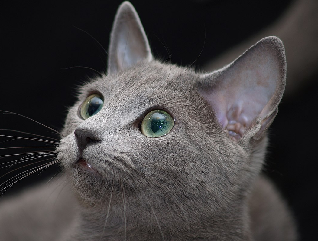 Русская голубая кошка