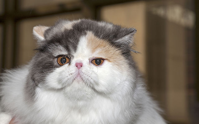 Персидская кошка