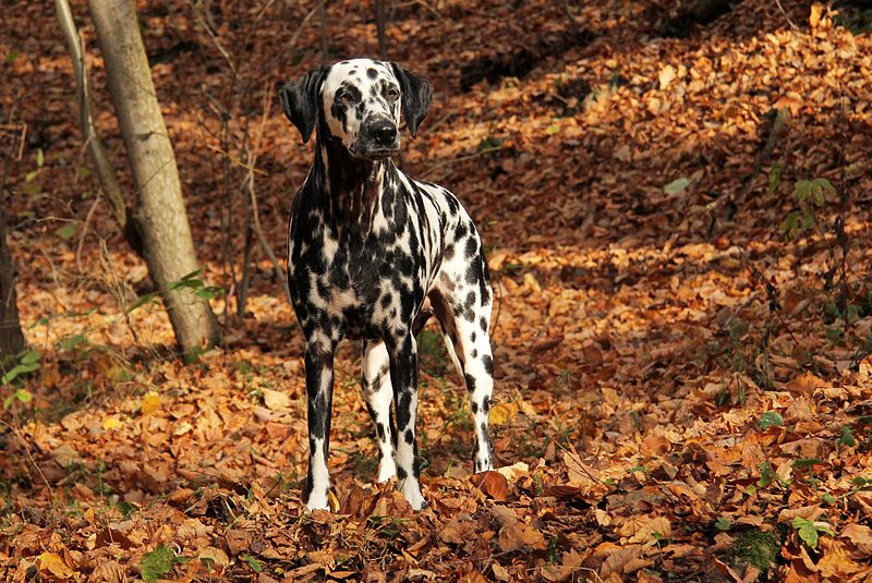 Dalmatian_Angie.jpg