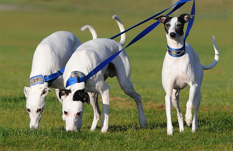Fireworks_Whippets.jpg