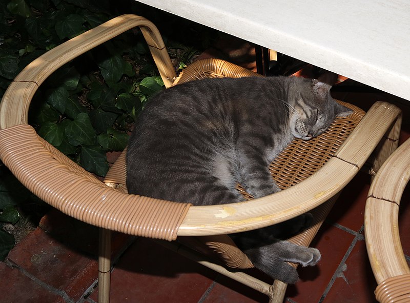 800px-Domestic_cat_2019_G1.jpg