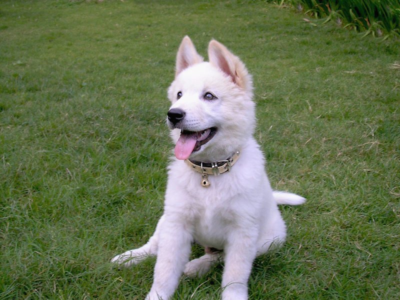 800px-Kintamani_dog_white.jpg
