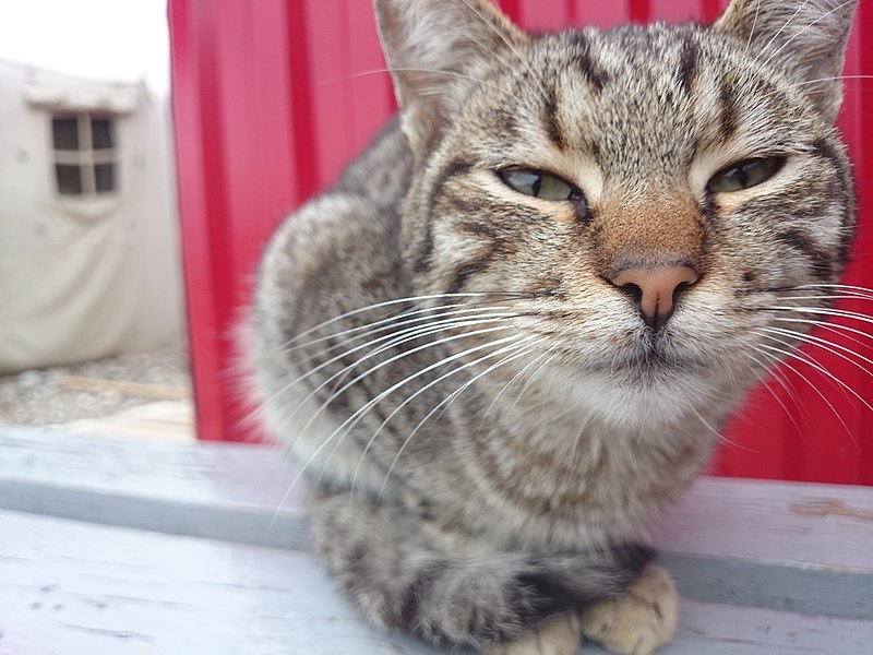 800px-Кот_4.jpg