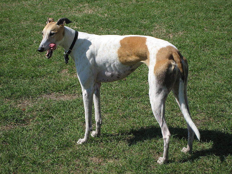 800px-GraceTheGreyhound.jpg